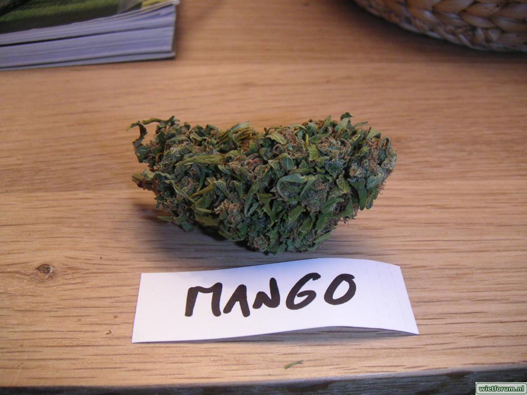 Grow MJ - Mango
