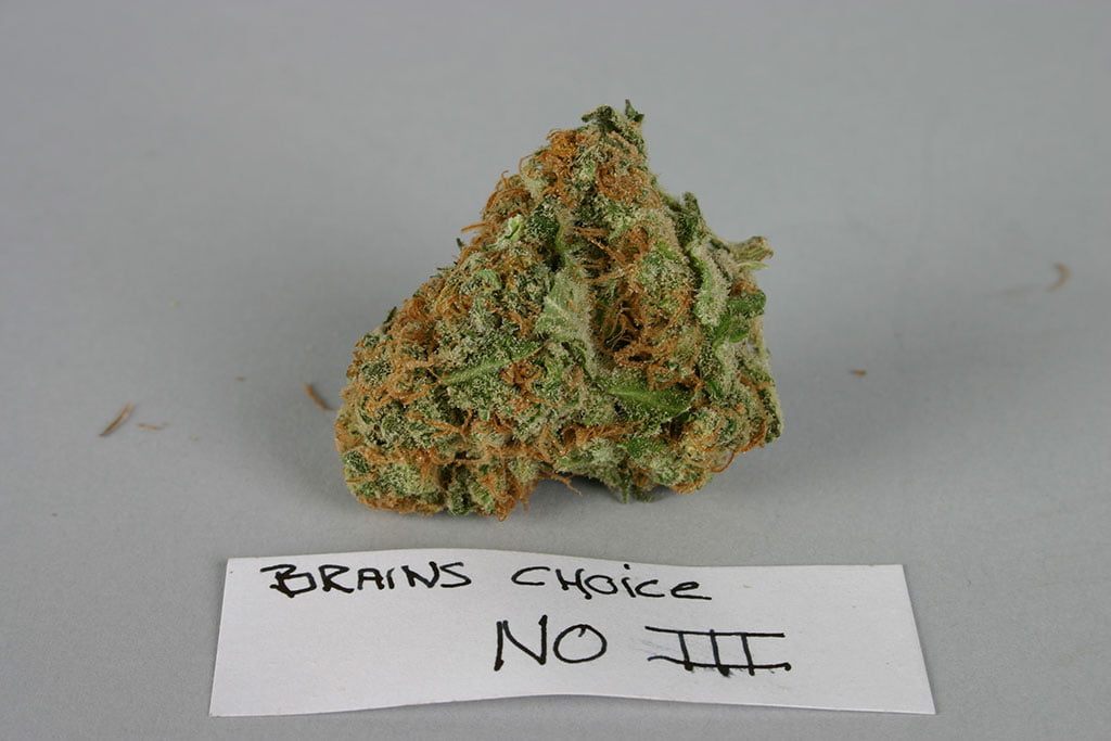 Brains Choice III