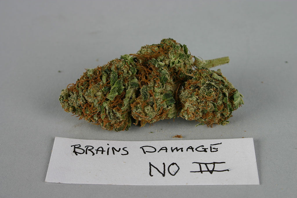 Brains Damage IV
