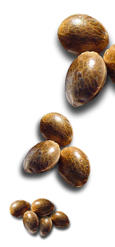 Large Seeds